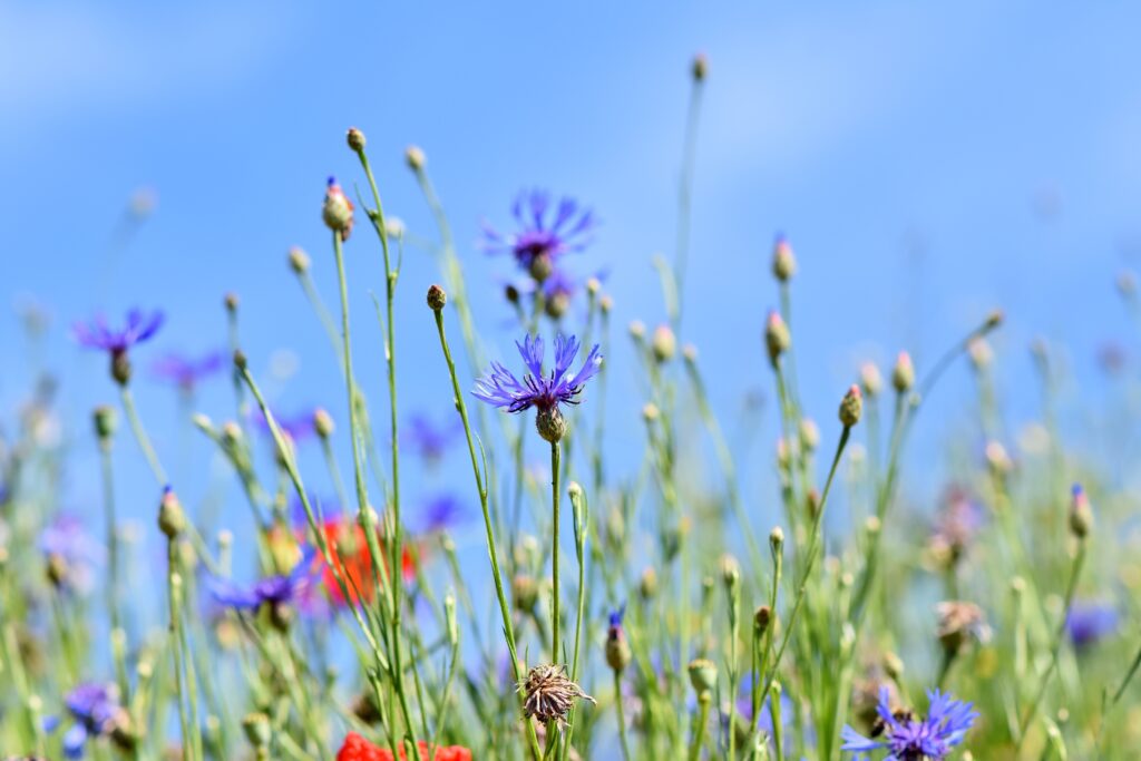 biodiversität nach mass