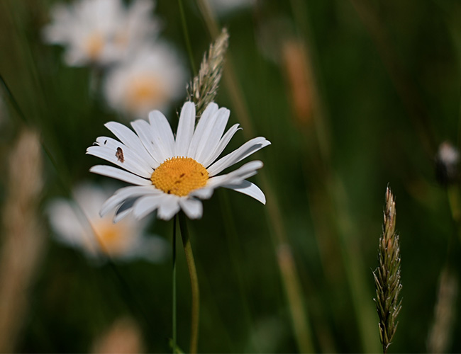 biodiversität